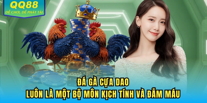 Đá gà cựa dao luôn là một bộ môn kịch tính và đẫm máu