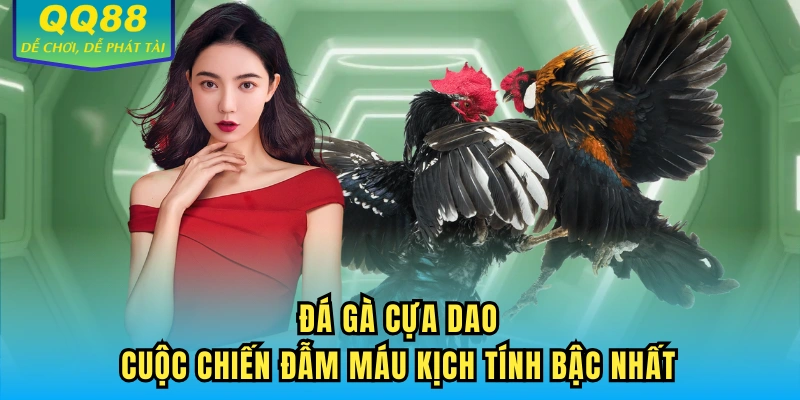Đá gà cựa dao QQ88