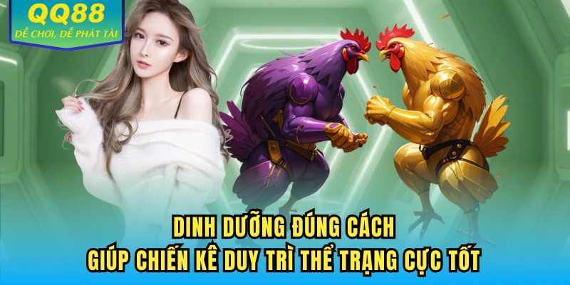 Dinh dưỡng đúng cách giúp chiến kê duy trì thể trạng cực tốt