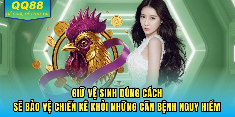 Giữ vệ sinh đúng cách sẽ bảo vệ chiến kê khỏi những căn bệnh nguy hiểm