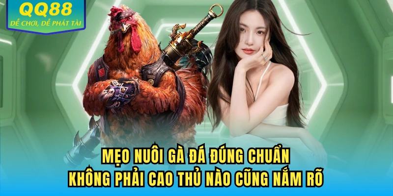 Mẹo nuôi gà đá đúng chuẩn không phải cao thủ nào cũng nắm rõ